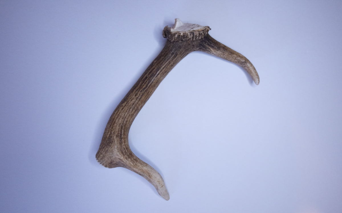 Whole Antler
