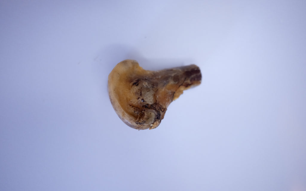Medium Ostrich Knuckle Bone