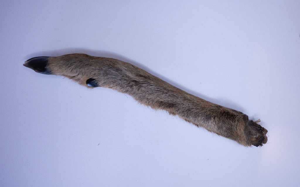 Hairy Roe Deer Leg