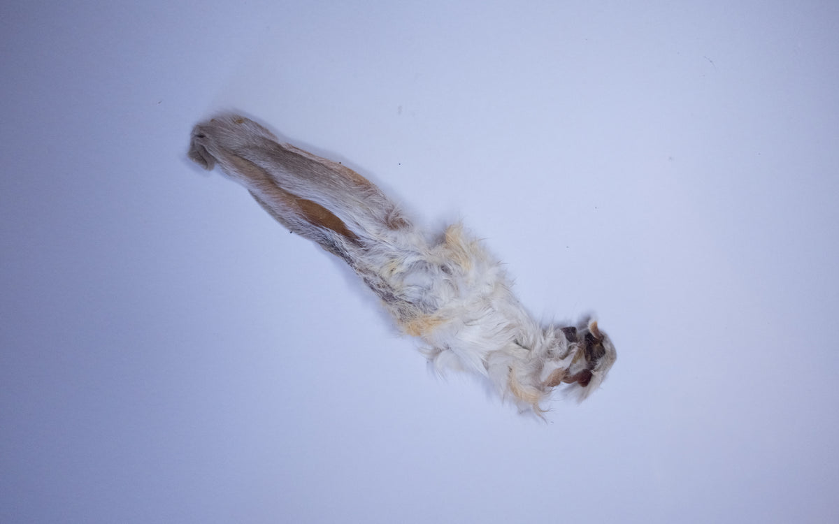 Hairy Rabbit Ear