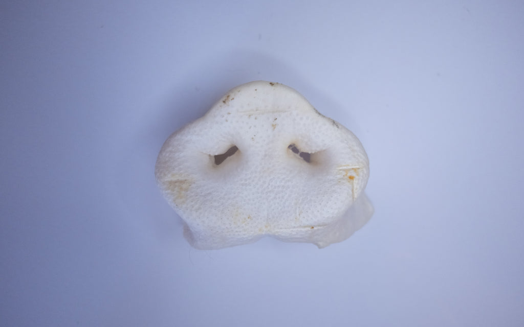 Puffed Pig Snout
