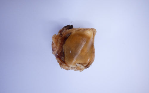 Beef Knee Bone