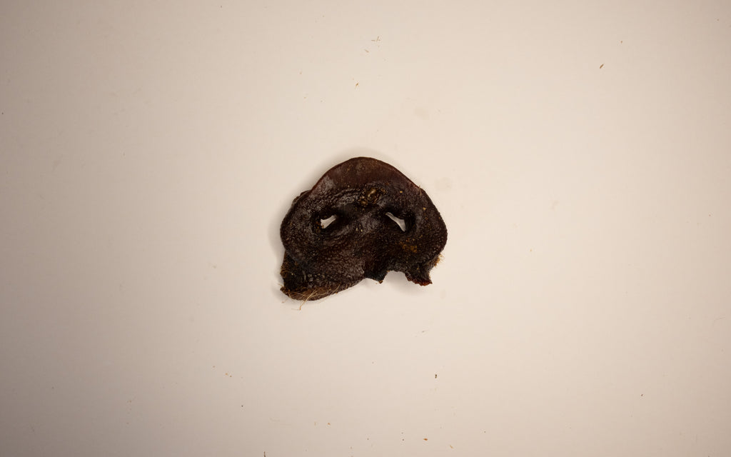 Baked Pig Snout