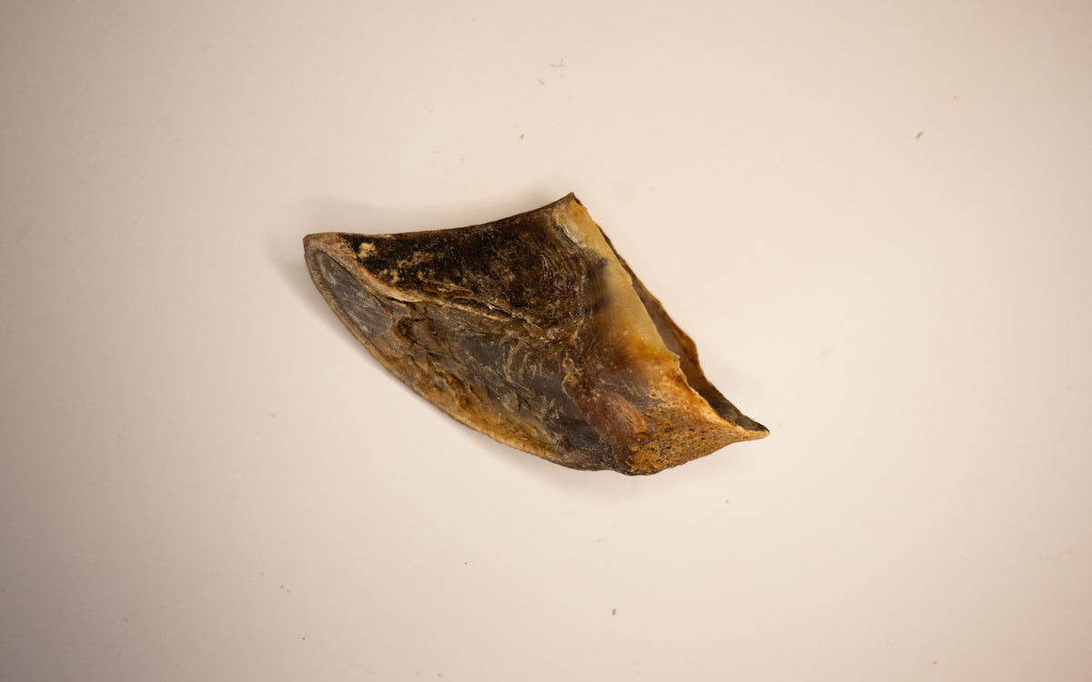 Empty Cow Hoof
